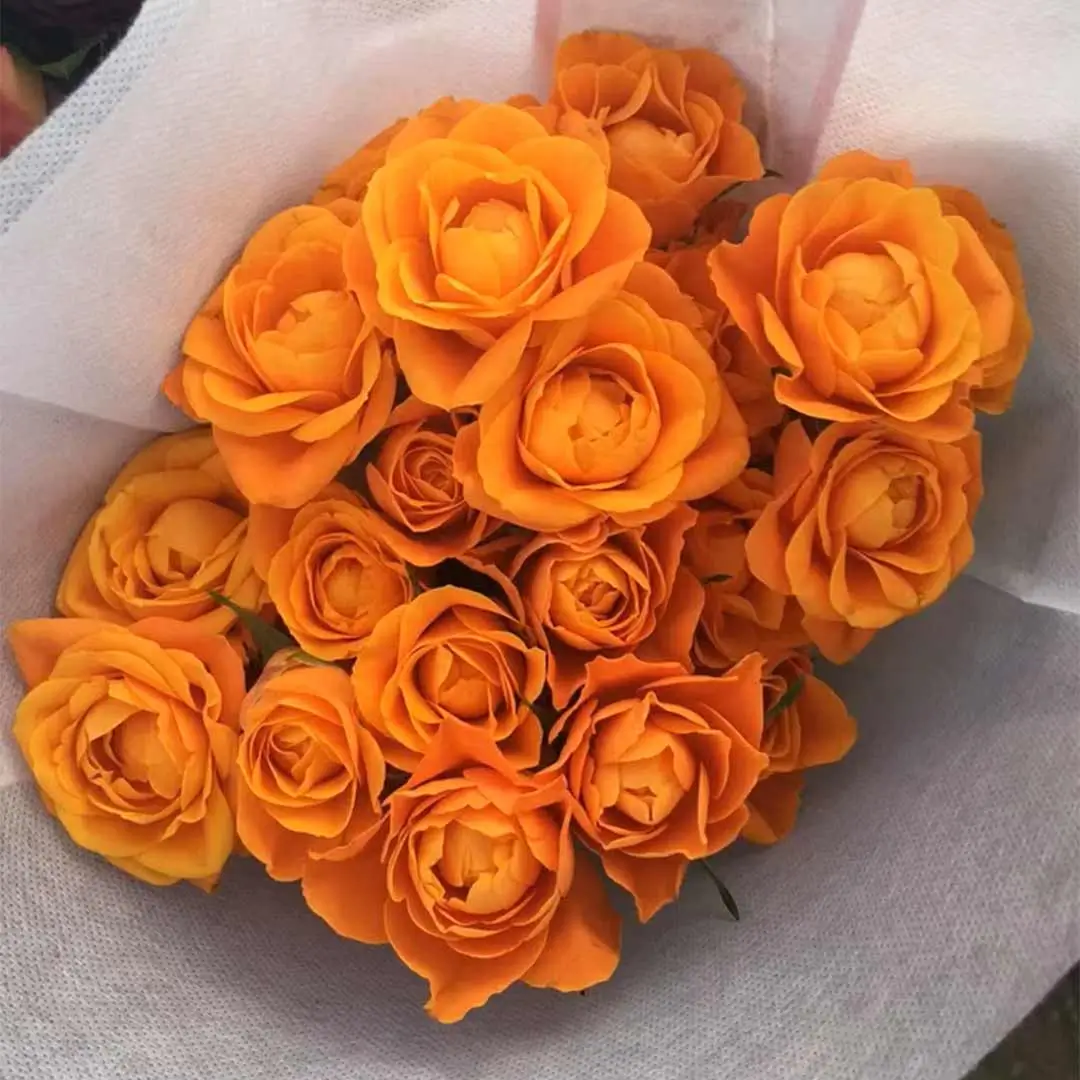 Orange Rose 1 - Only Indian Products - Malaysia