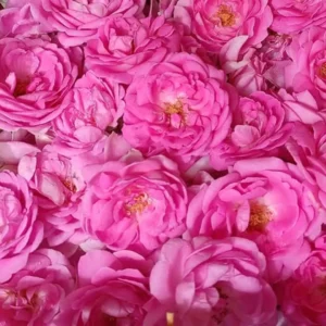 Panner Rose 4 - Only Indian Products - Malaysia